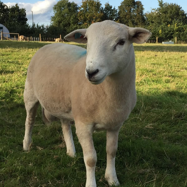 Breeding Stock