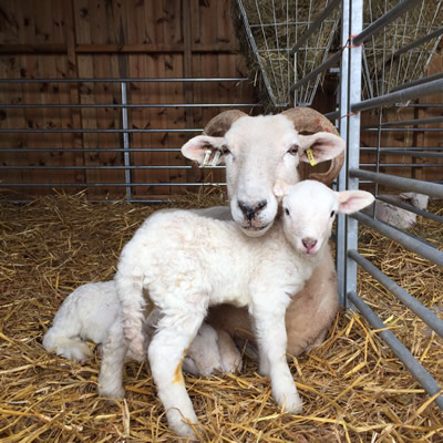 Wiltshire Horn Sheep